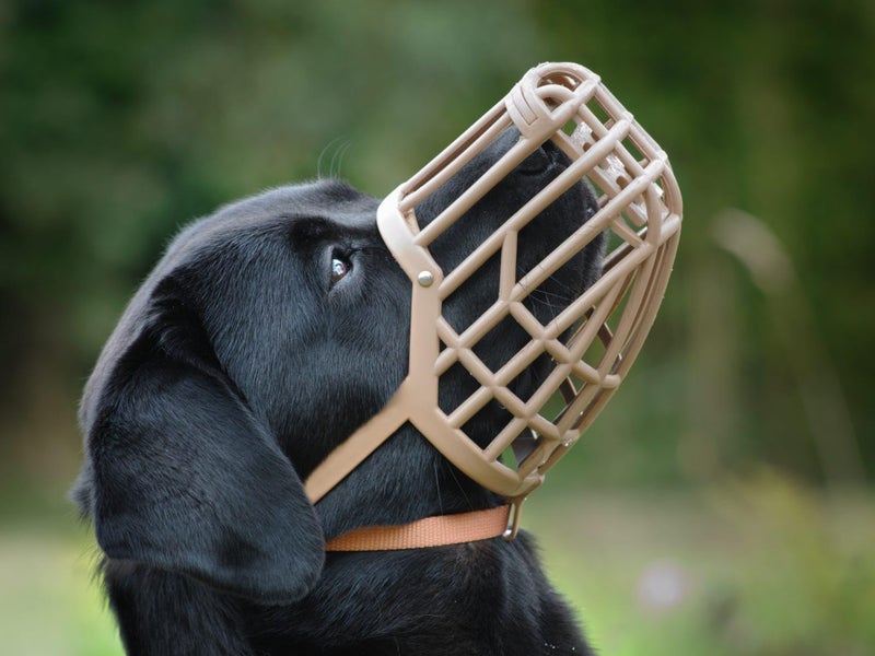 OmniPet Leather Brothers Italian Basket Dog Muzzle, Adjustable Secure Fit, Comfortable Design, Training and Safety, Averts Biting, Prevents Chewing and Scavenging, Perfect for Grooming - Tan, Size 6 - Image 2